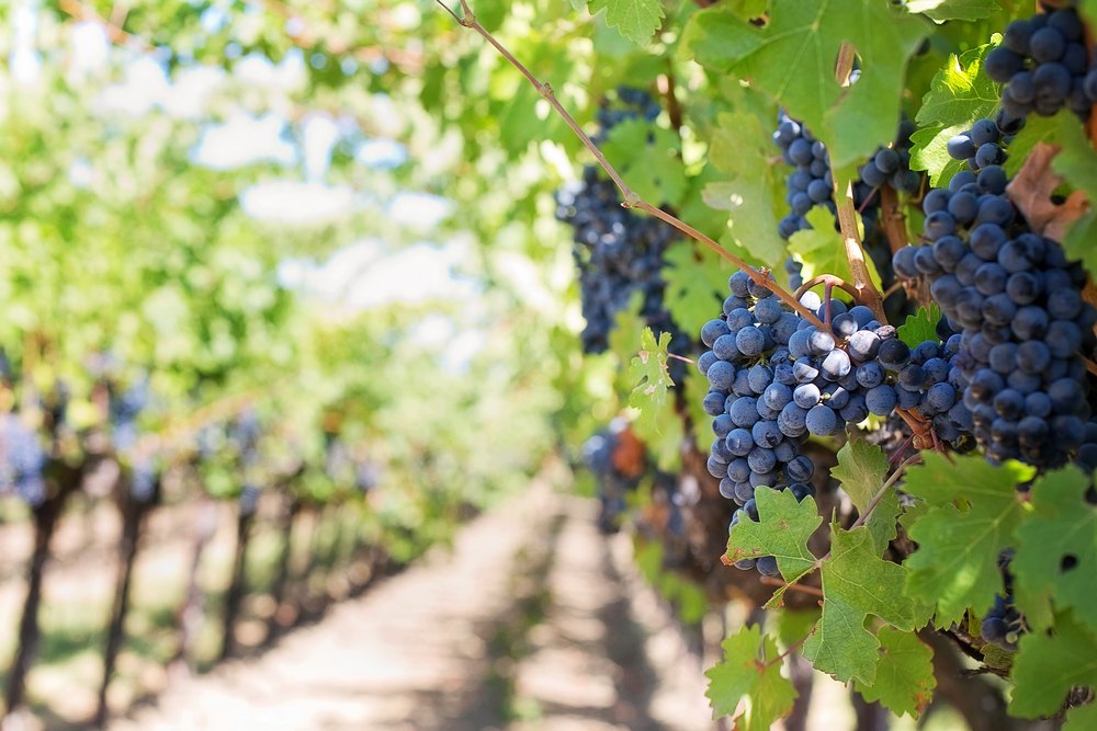 Tipos de uva para hacer vinos